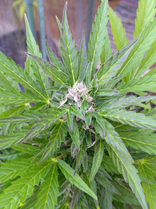 Mazar Afghani#1 - Libanaise Sinaï. Week 7