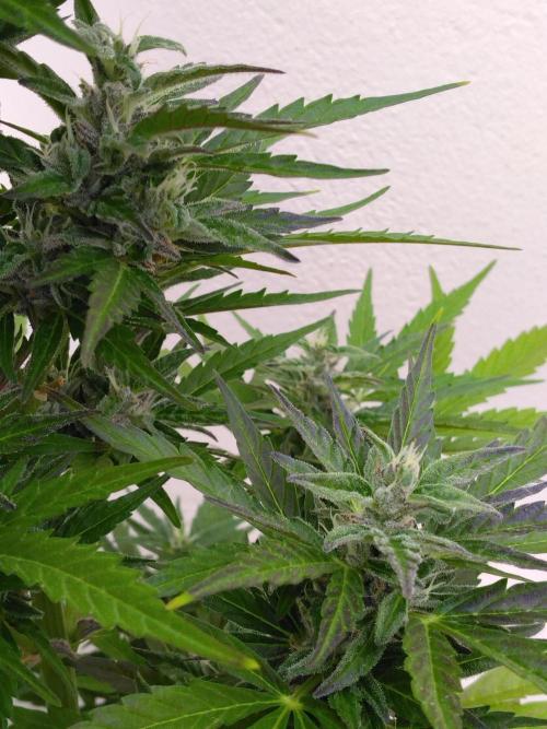 Mazar Afghani#1 - Libanaise Sinaï. Week 7