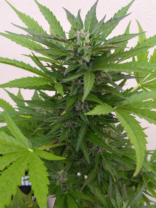 Mazar Afghani#1 - Libanaise Sinaï. Week 7