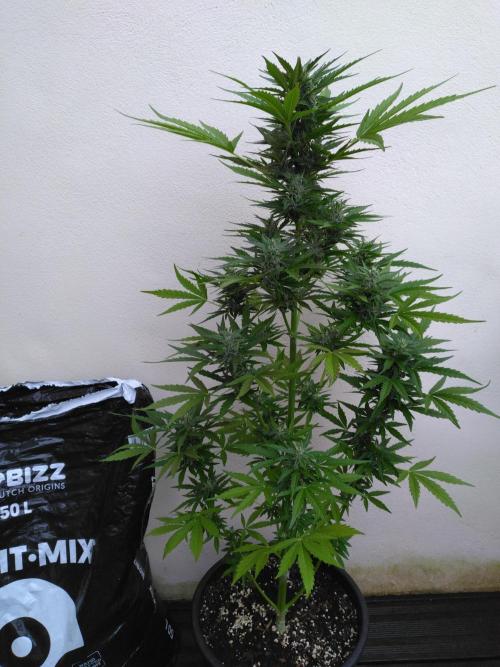 Mazar Afghani#1 - Libanaise Sinaï. Week 7 - Mazar - phénotype Afghan ? Nuances violettes