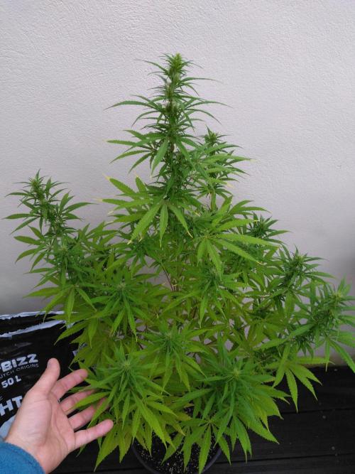 Mazar Afghani#1 - Libanaise Sinaï. Week 7