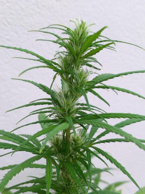 Mazar Afghani#1 - Libanaise Sinaï. Week 7