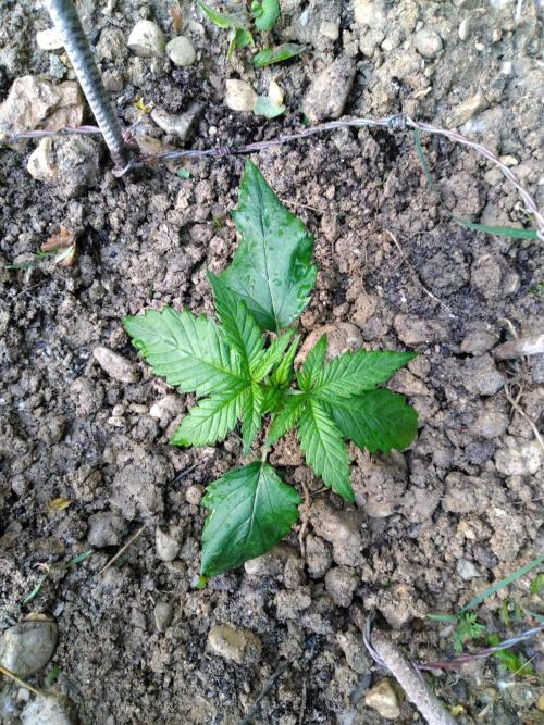 Frosty’s Auto Freak / Nigerian sativa. Week 4 - Nigériane 3