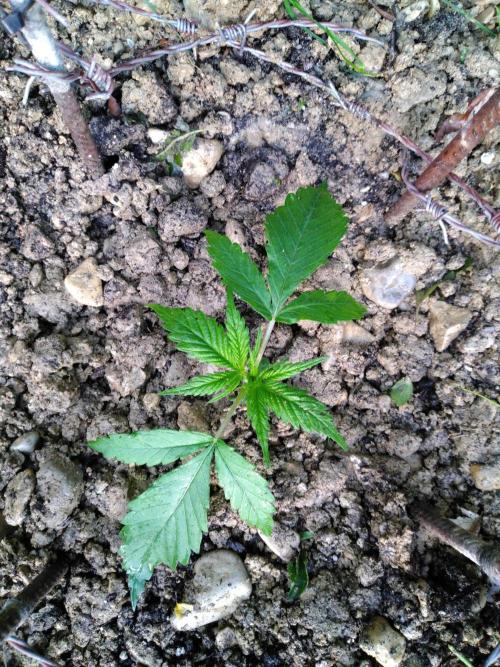 Frosty’s Auto Freak / Nigerian sativa. Week 4 - Nigériane 2