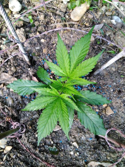 Frosty’s Auto Freak / Nigerian sativa. Week 4 - Nigériane 1