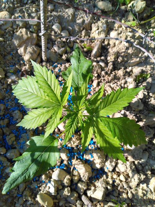 Frosty’s Auto Freak / Nigerian sativa. Week 4 - 3