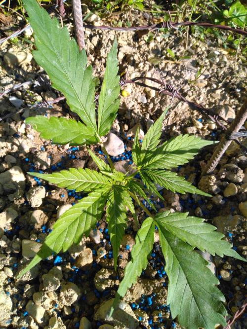 Frosty’s Auto Freak / Nigerian sativa. Week 4 - 2