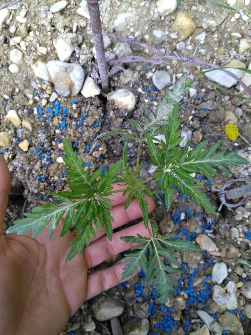 Frosty’s Auto Freak / Nigerian sativa. Week 5 - Freaky Frosty's 