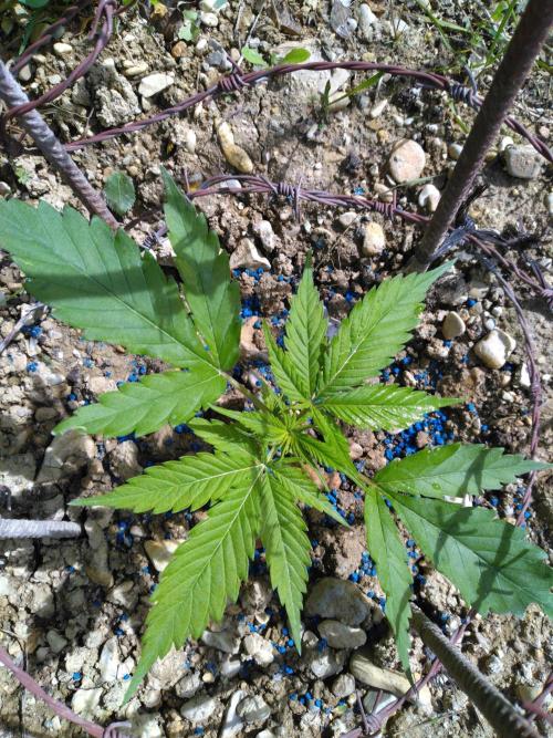 Frosty’s Auto Freak / Nigerian sativa. Week 5 - 2
