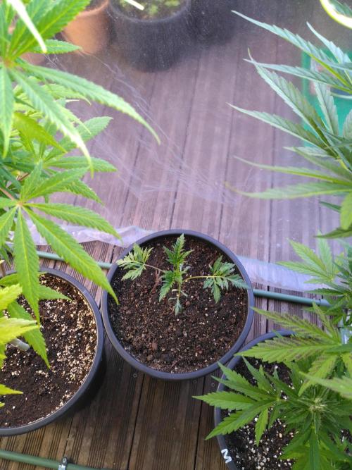 Frosty’s Auto Freak / Nigerian sativa. Week 5 - Frosty's sur la terrasse, sous serre 