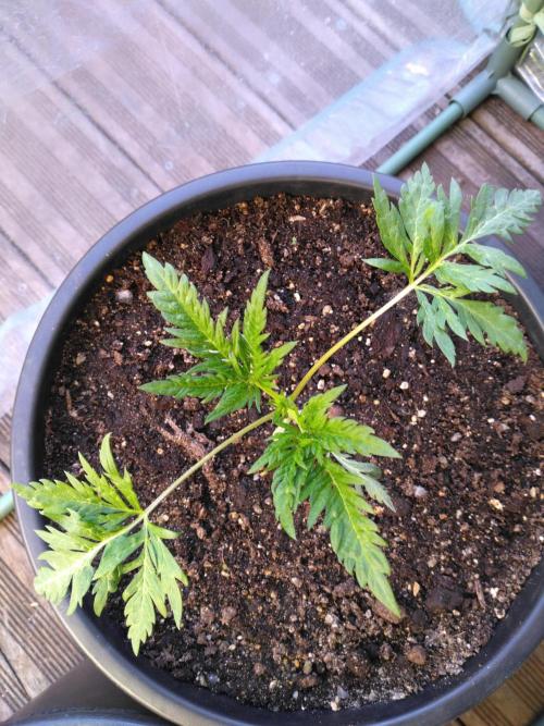 Frosty’s Auto Freak / Nigerian sativa. Week 5
