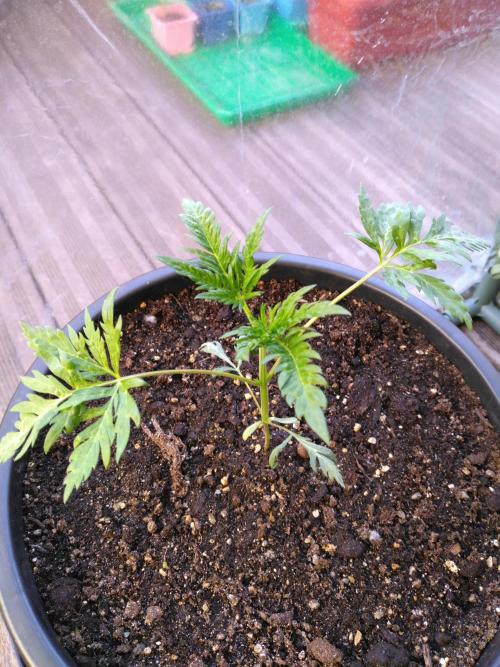 Frosty’s Auto Freak / Nigerian sativa. Week 5