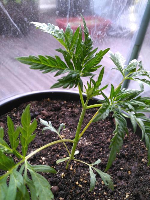 Mazar Afghani#1 - Libanaise Sinaï. Week 8