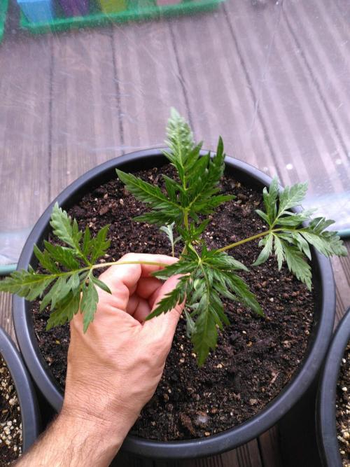 Mazar Afghani#1 - Libanaise Sinaï. Week 8 - Frosty's