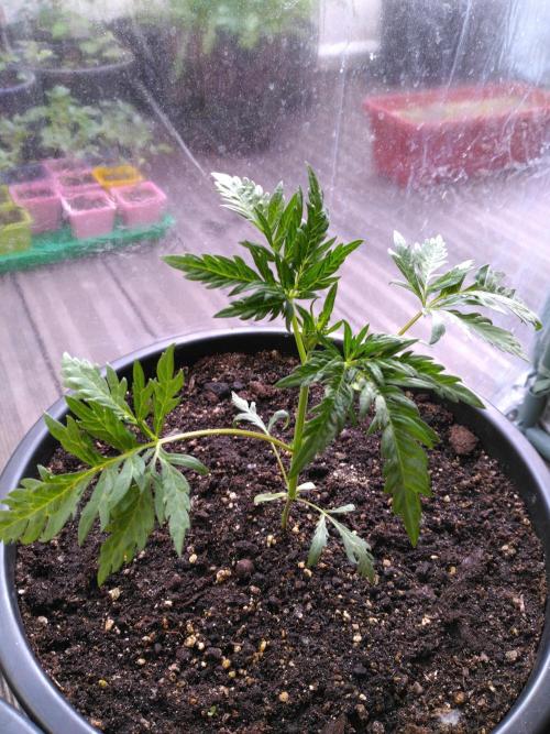 Mazar Afghani#1 - Libanaise Sinaï. Week 8