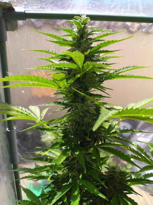 Mazar Afghani#1 - Libanaise Sinaï. Week 8 - Mazar 2