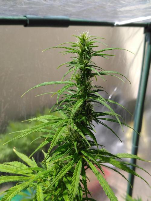 Mazar Afghani#1 - Libanaise Sinaï. Week 8