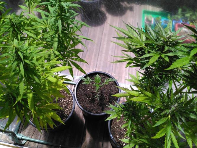 Mazar Afghani#1 - Libanaise Sinaï. Week 8
