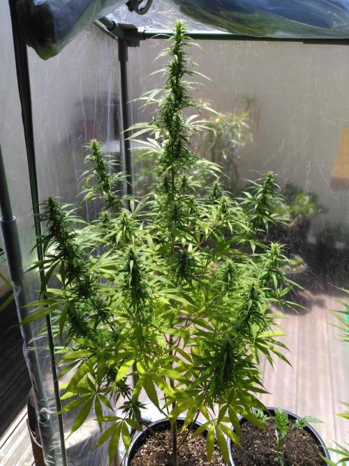 Mazar Afghani#1 - Libanaise Sinaï. Week 8 - Libanaise