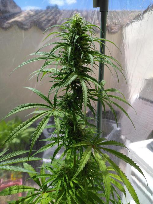 Mazar Afghani#1 - Libanaise Sinaï. Week 8 - Sinaï