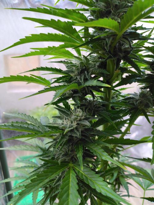 Mazar Afghani#1 - Libanaise Sinaï. Week 8 - Afghani
