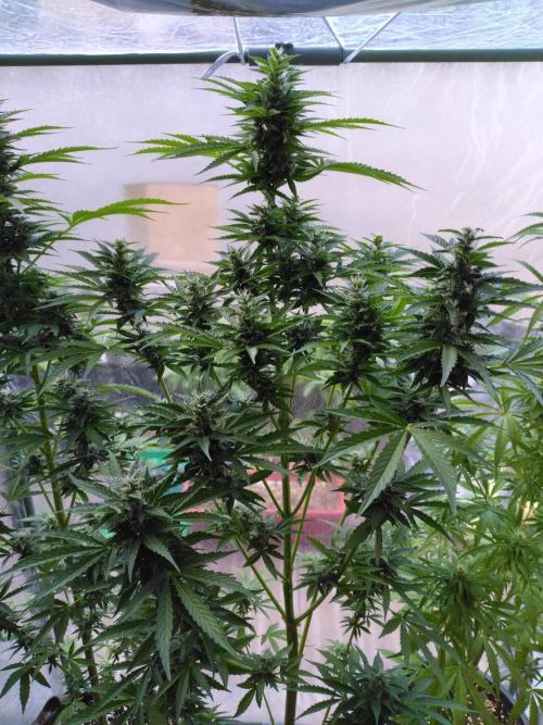 Mazar Afghani#1 - Libanaise Sinaï. Week 8 - Afghani