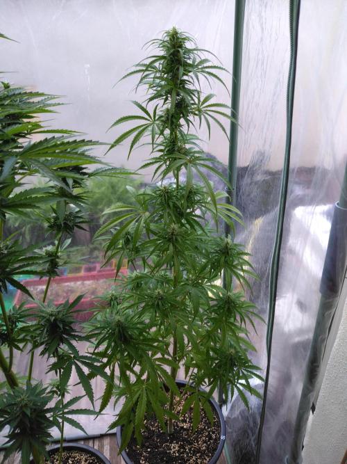 Mazar Afghani#1 - Libanaise Sinaï. Week 8 - Sinaï