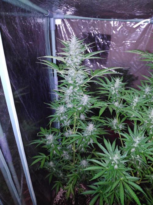 Mazar Afghani#1 - Libanaise Sinaï. Week 8 - Mazar 2