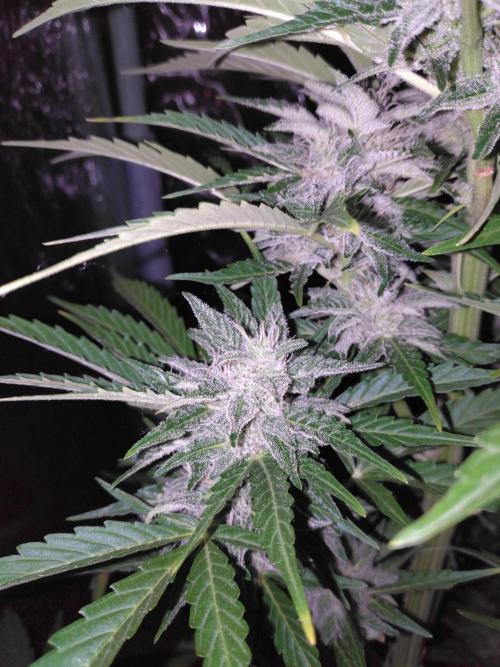 Mazar Afghani#1 - Libanaise Sinaï. Week 8 - Mazar 2