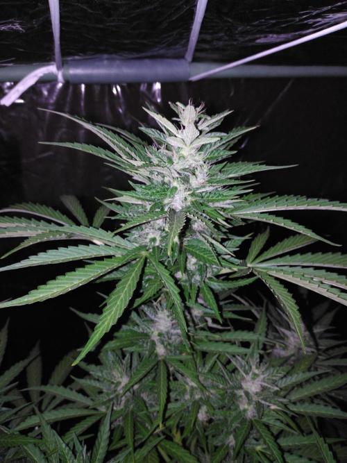 Mazar Afghani#1 - Libanaise Sinaï. Week 8 - Afghani