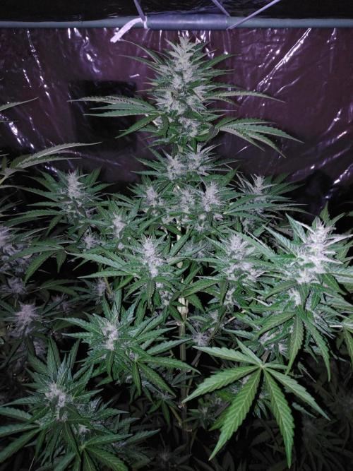 Mazar Afghani#1 - Libanaise Sinaï. Week 8 - Afghani