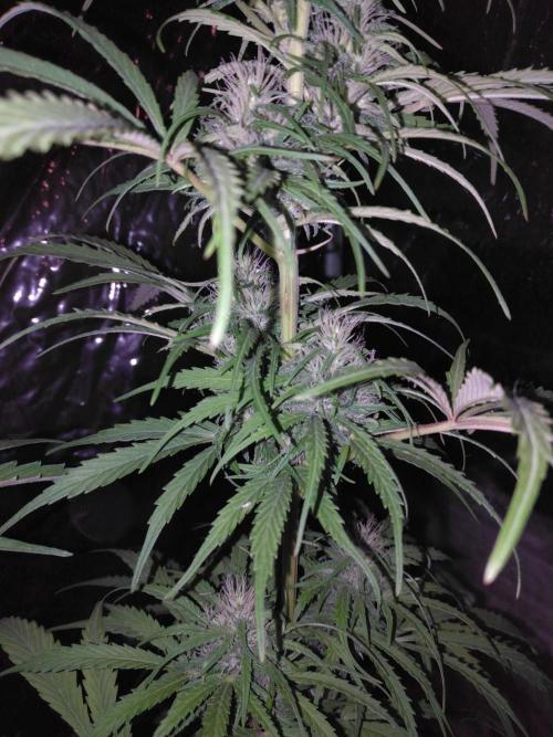 Mazar Afghani#1 - Libanaise Sinaï. Week 8