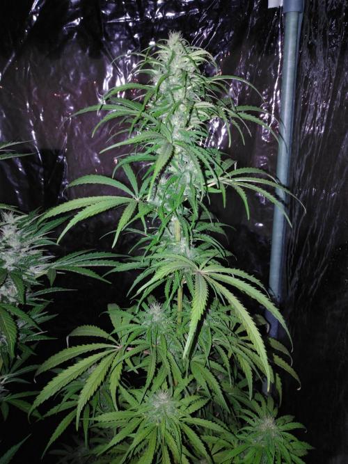 Mazar Afghani#1 - Libanaise Sinaï. Week 8