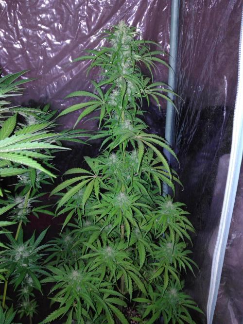 Mazar Afghani#1 - Libanaise Sinaï. Week 8 - Sinaï