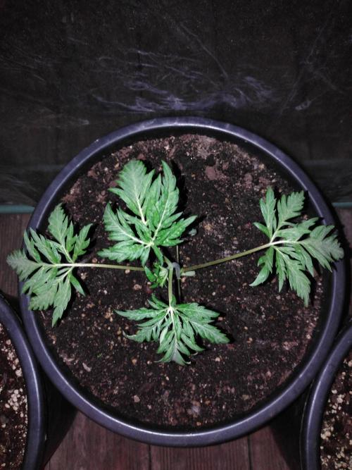 Mazar Afghani#1 - Libanaise Sinaï. Week 8 - Frosty's