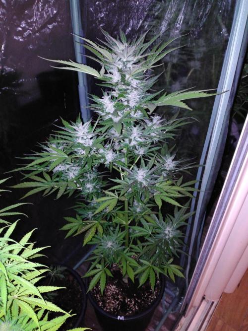 Mazar Afghani#1 - Libanaise Sinaï. Week 8 - Mazar 1