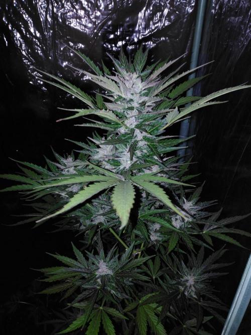 Mazar Afghani#1 - Libanaise Sinaï. Week 8