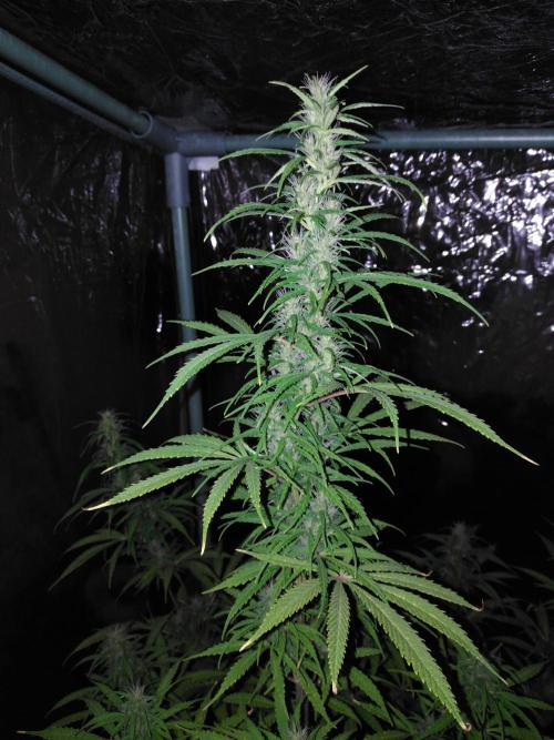 Mazar Afghani#1 - Libanaise Sinaï. Week 8