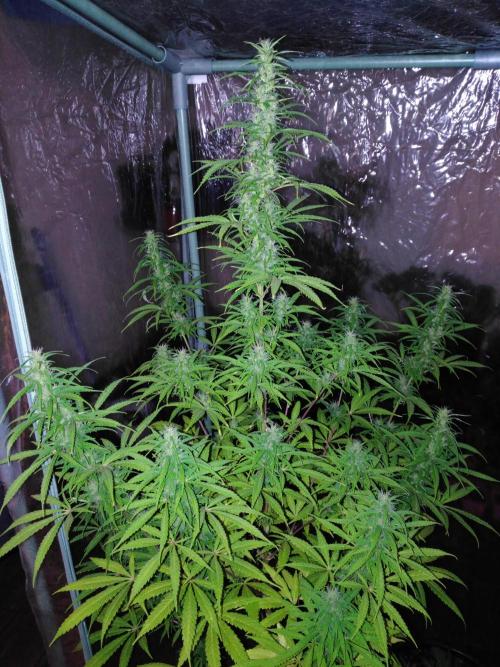 Mazar Afghani#1 - Libanaise Sinaï. Week 8 - Libanaise