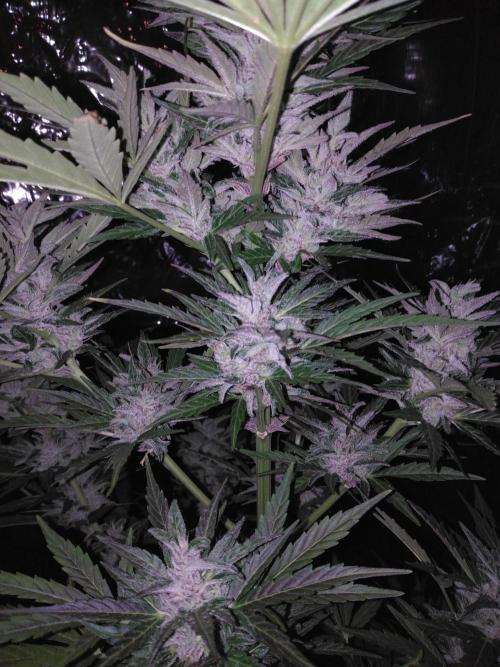 Mazar Afghani#1 - Libanaise Sinaï. Week 8