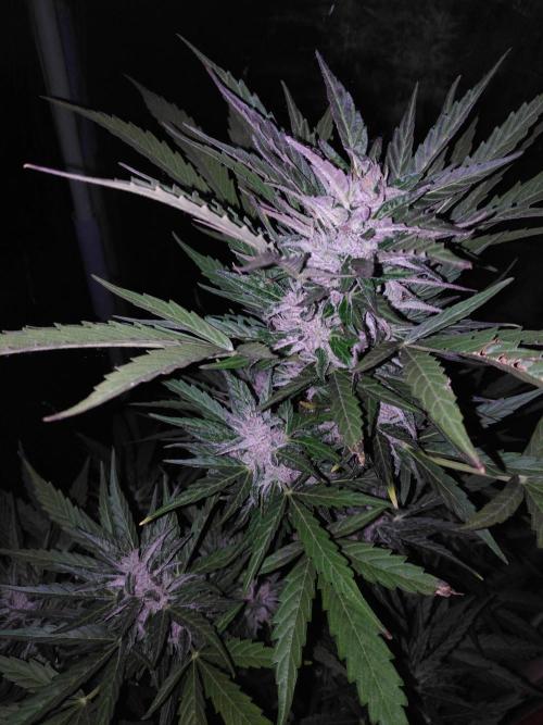 Mazar Afghani#1 - Libanaise Sinaï. Week 8