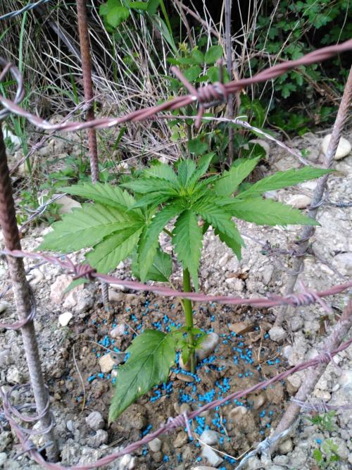 Frosty’s Auto Freak / Nigerian sativa. Week 5 - 3