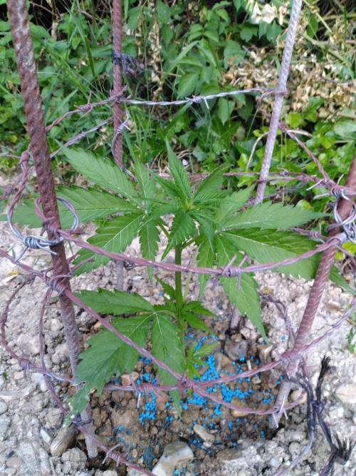 Frosty’s Auto Freak / Nigerian sativa. Week 5 - 2
