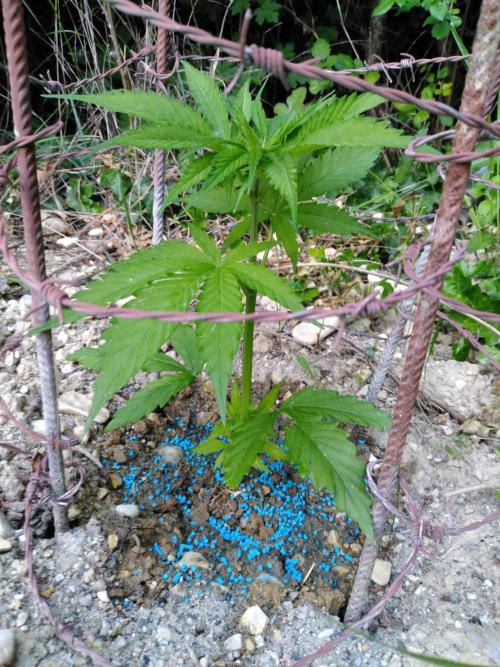 Frosty’s Auto Freak / Nigerian sativa. Week 5 - 1