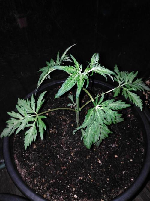 Frosty’s Auto Freak / Nigerian sativa. Week 5