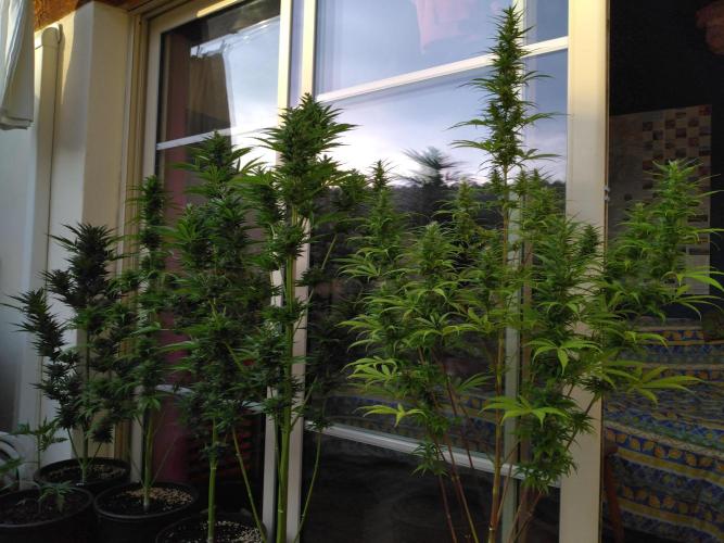 Mazar Afghani#1 - Libanaise Sinaï. Week 9