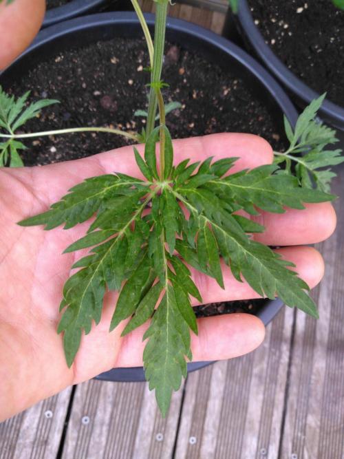 Mazar Afghani#1 - Libanaise Sinaï. Week 9