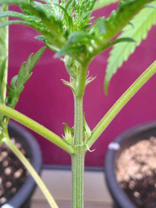 Mazar Afghani#1 - Libanaise Sinaï. Week 9