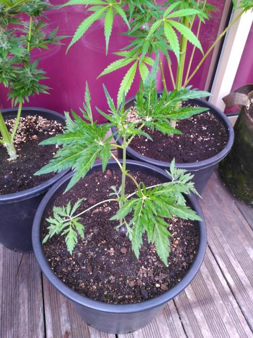 Mazar Afghani#1 - Libanaise Sinaï. Week 9 - Frosty's auto freak