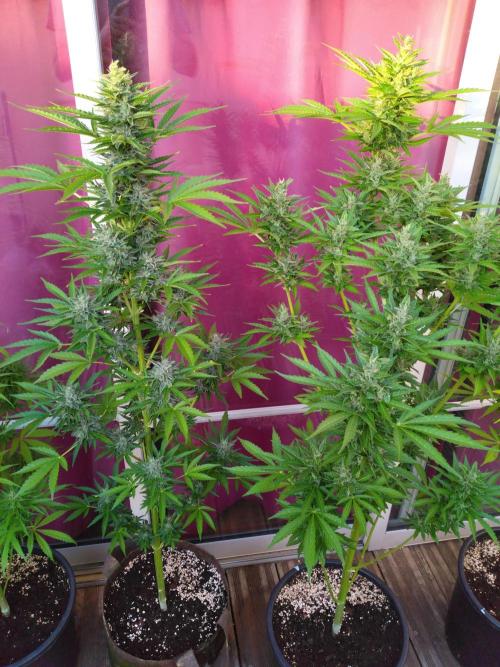 Mazar Afghani#1 - Libanaise Sinaï. Week 9 - Mazar / Afghani